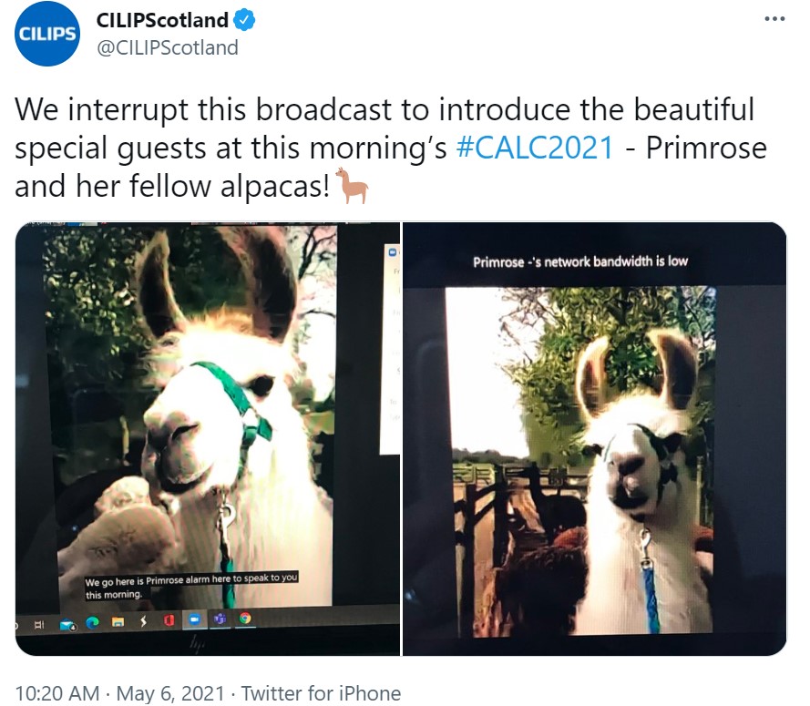 A screen grab of a tweet by CILIP Scotland. Text reads: We interrupt this broadcast to introduce the beautiful special guests at this morning's #CALC2021 - Primrose and her fellow alpacas (llama emoji). There are two pictures attached, screencaptures from a zoom call with an alpaca farm featuring two white alpacas. 