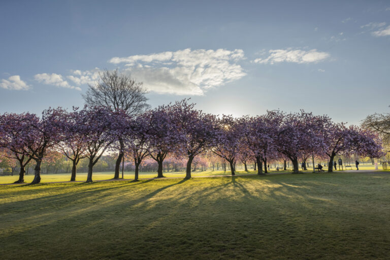 The new Library Wellbeing Collection