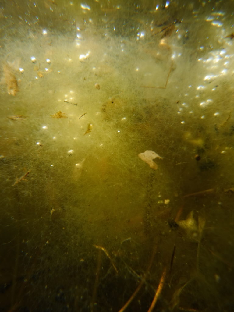 Algae of Duddingston Loch, Edinburgh – Modelling the physics and ...