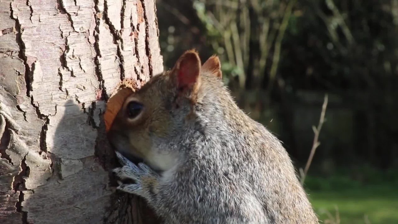Thumbnail from Squirrel Video Quiz