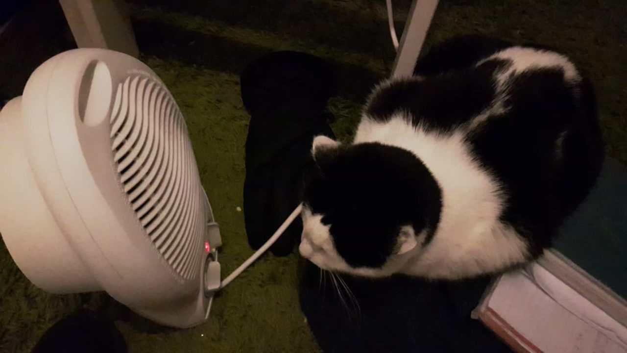 Cat sitting in front of a fan heater