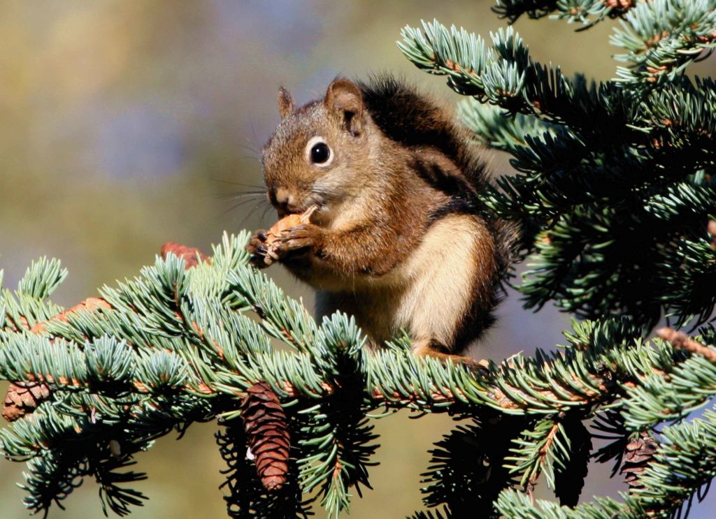 Photo of a red squirrel