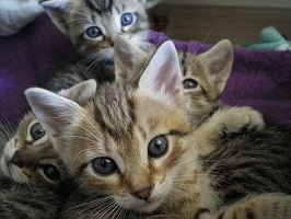 Photo of kittens