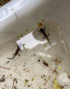 Image of newts in a basin