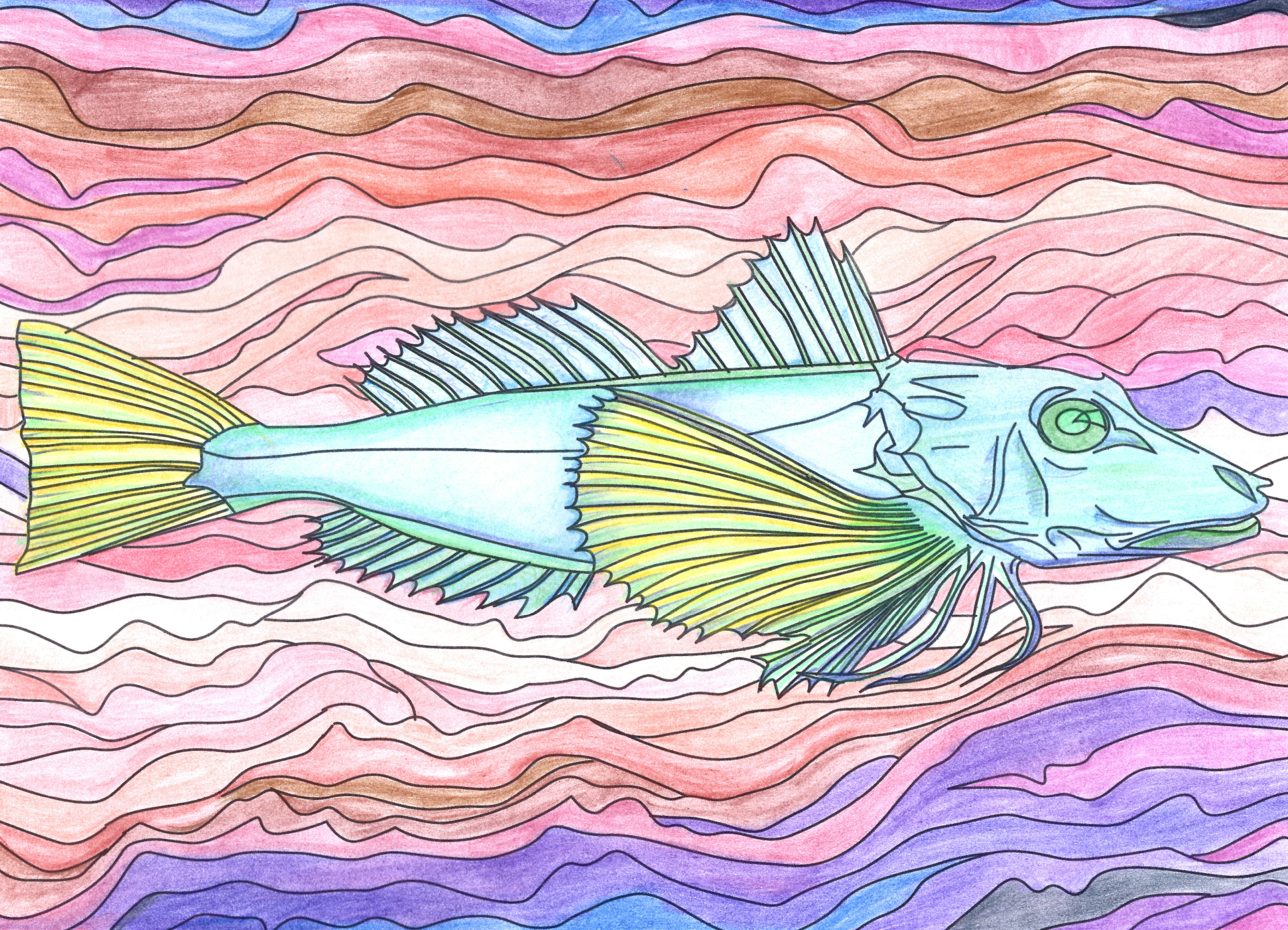 Coloured in drawing of fish