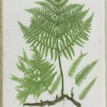 The Ferns of Great Britain and Ireland, pl.XLIV