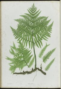 The Ferns of Great Britain and Ireland, pl.XLIV