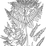 The Ferns of Great Britain and Ireland, pl.XLIV illustration
