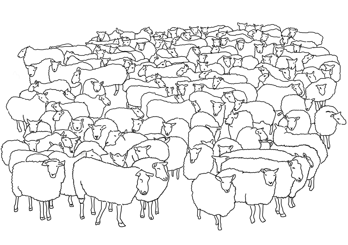 Flock of sheep illustration Colouring books blog