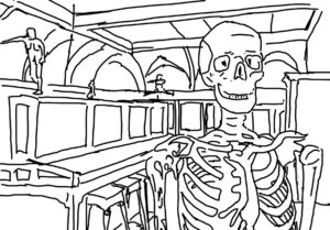 The Anatomical Museum illustration