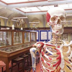 Anatomy museum