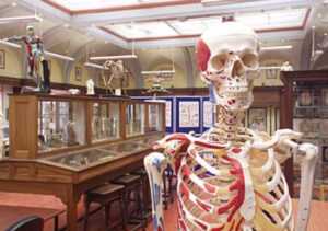 Anatomy museum