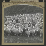 Roslin Glass Slides, No. 2782 flock of sheep