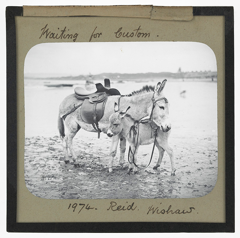 'Donkeys Waiting for Custom'. Two donkeys standing together on a beach waiting to be ridden in Wishaw, Lanarkshire, Scotland in 1974.