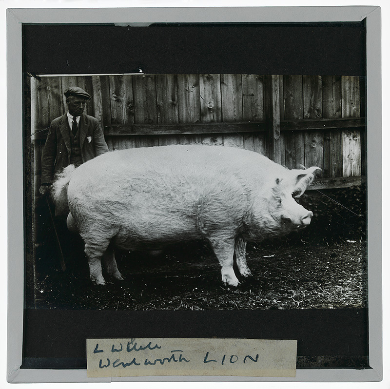 Large White [Boar], "Wandsworth Lion"'. Photograph of the Large White [boar], "Wandsworth Lion" in a pen with a man standing behind it in the late 19th or early 20th century. 