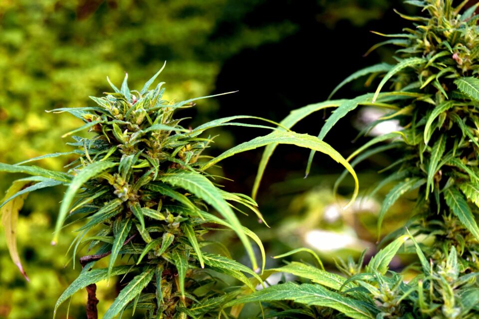 A sativa cannabis plant growing outside