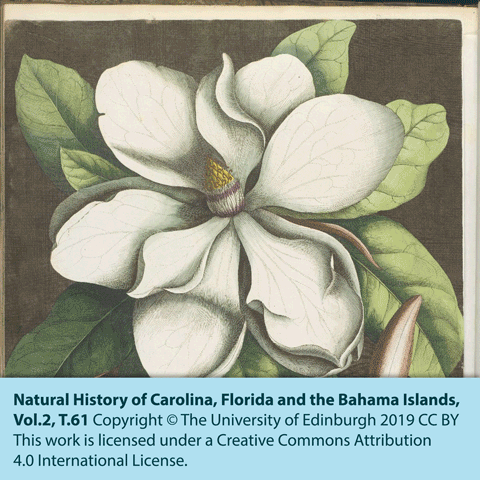 Natural History of Carolina, Florida and the Bahama Islands, Vol.2, T.61. Copyright © The University of Edinburgh 2019 CC BY. This work is licensed under a Creative Commons Attribution 4.0 International License.