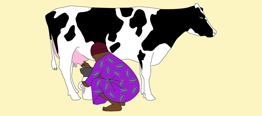 Dairy farmer crouching down, milking a cow.