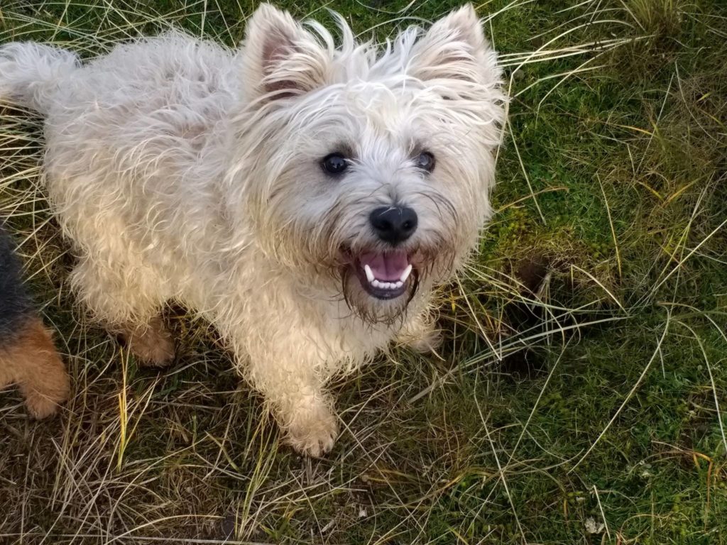 Picture of a cairn terrier on grass with mouth open in a smile
