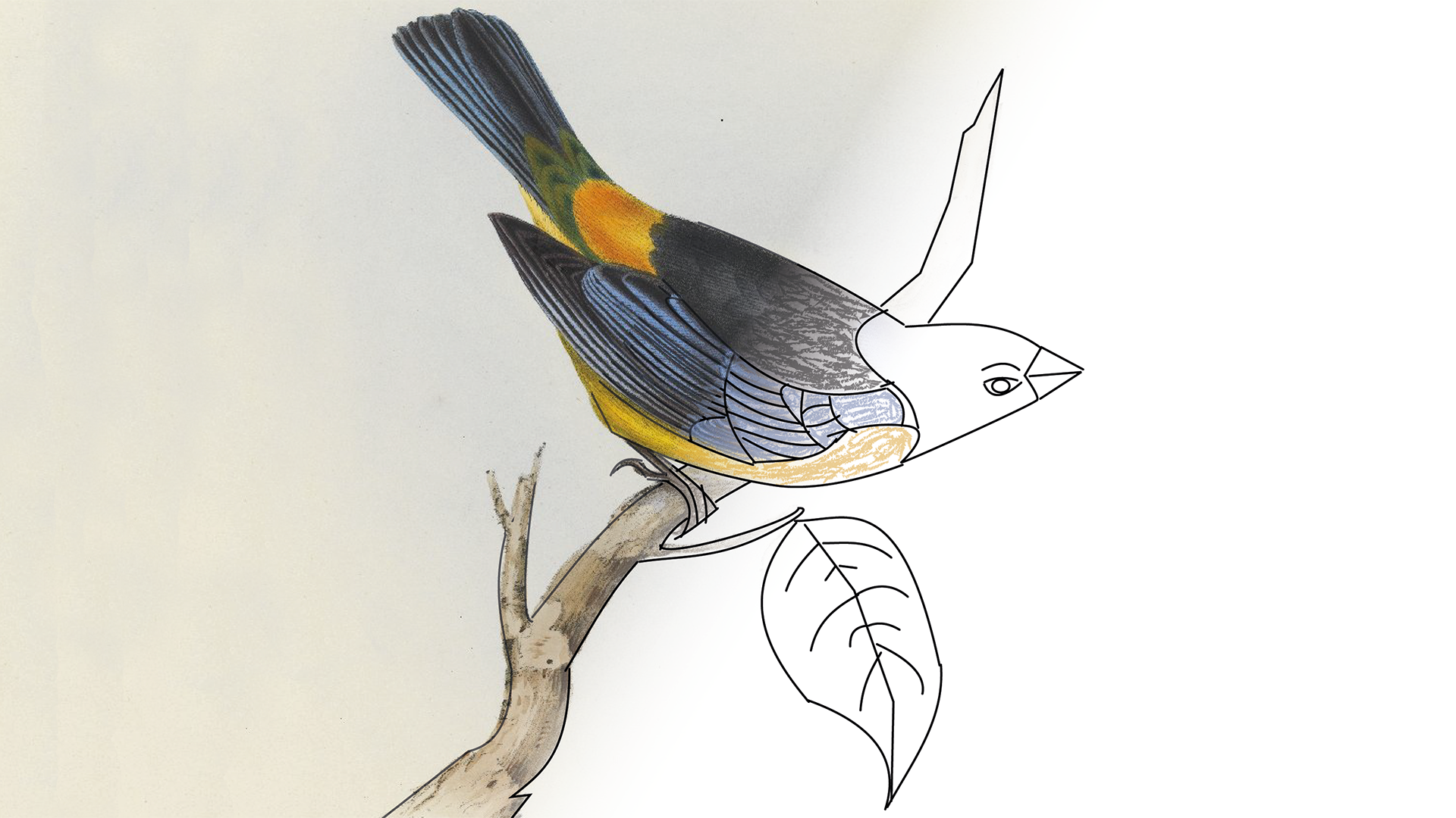 Illustration of a birds on a branch being coloured in with pencils.