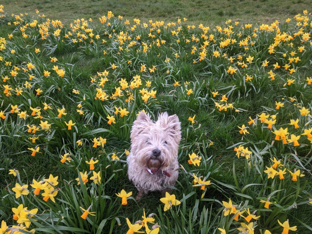 Blonde cairn terrier sitting in bright yellow daffodils looking at the camera