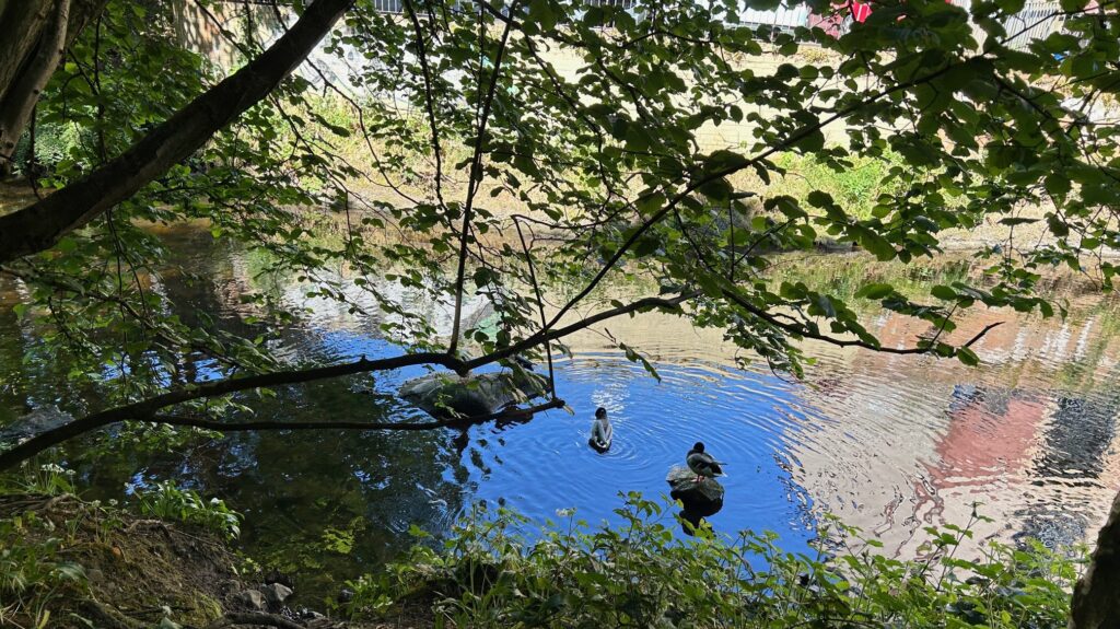 Two ducks playing in the Water of Leith on a summer day