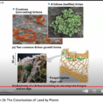 Biology in Focus Ch 26 The Colonization of Land by Plants