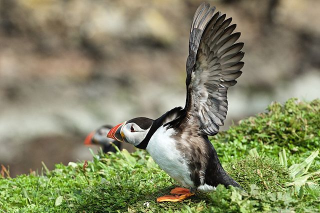 A Puffin preparing for flight on a cliffside.