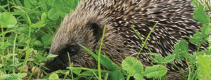 Photo of a hedgehog in the grass