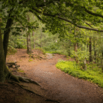 generic photo of woodland pathway; large tree to left