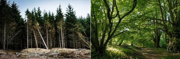 two images of woodland side by side; one with three falling one a footpath through woods