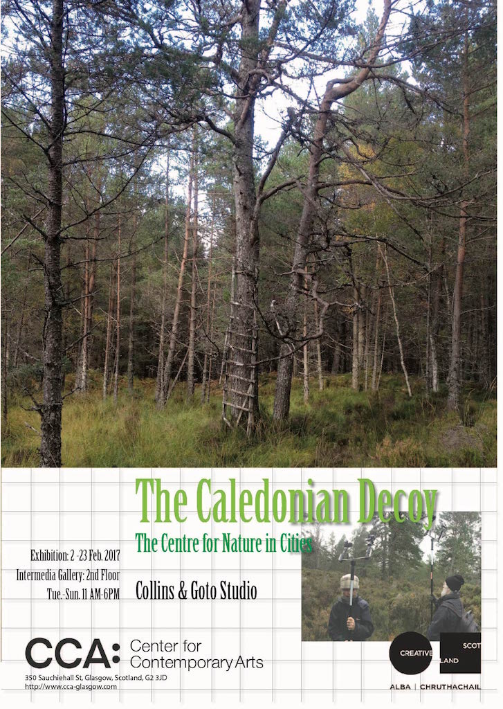 The Caledonian Decoy