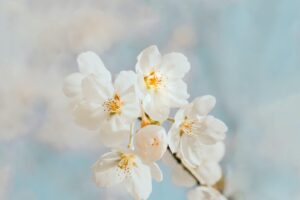 image of white cherry blossom in front of blurred blue and white background
