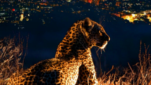 image of leopard at night