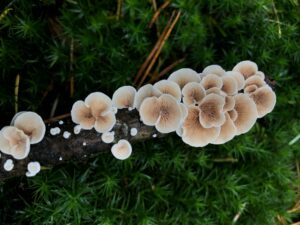 woodear mushrooms growing on branch