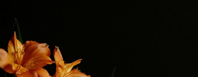 decorative image, with black background and orange flowers in the bottom left hand corner