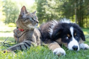 cat and dog lying down side by side
