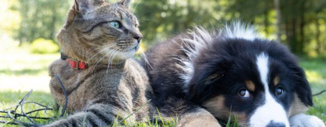 cat and dog lying down side by side