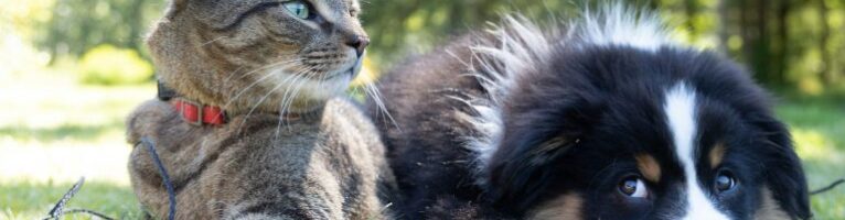 EEHN-CRITIQUE Reading Group: Pets, Power, and Legitimacy