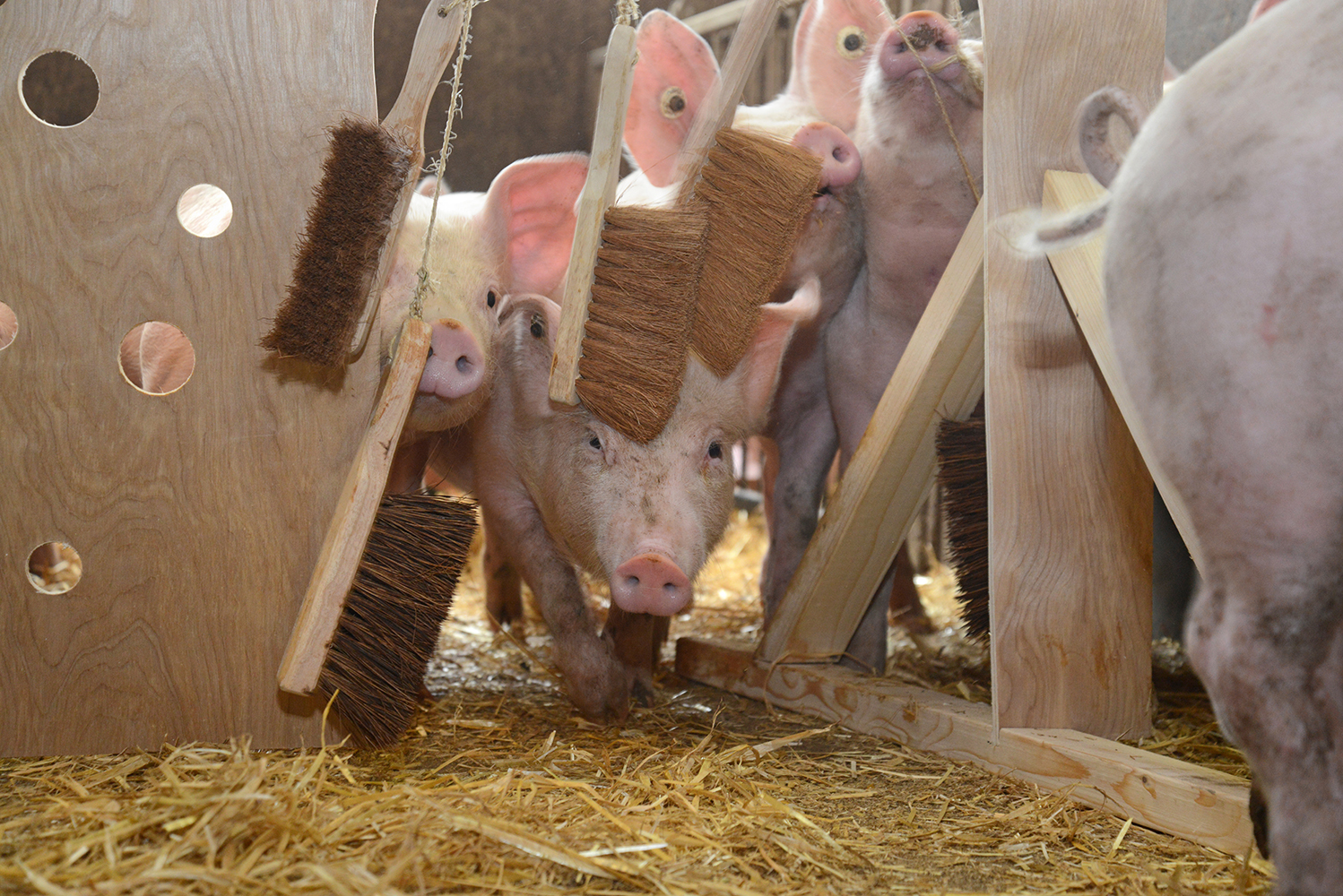 This pig saw… Equity for Pigs