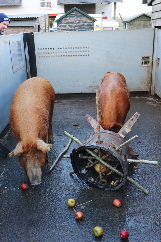 two-kerplunks-and-several-fly-pigs-equity-for-pigs