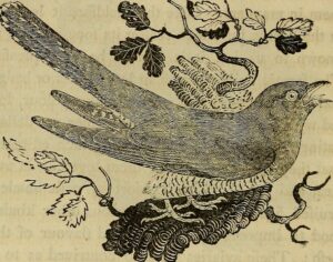 History of British birds : the figures engraved on wood" (1797)