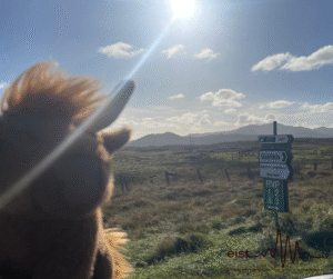 Image Description: A rural landscape scene with a plush toy Highland cow very close to the camera in the foreground. In the background, there are grassy fields, hills and a partly cloudy sky with the sun shining down. There’s a white road sign in front of a fence post that reads ‘Geirinis’ with a variety of other signs attached – some are white and some are green.