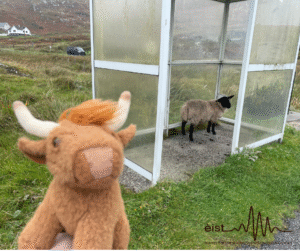 Image Description: The photograph contains a brown, plush toy animal with white horns in the foreground being held towards the camera. In the background, there is a real sheep with a black face and legs, standing on a gravel terrain inside of a bus stop shelter. Grassy terrain is all around, with a road and white house at the bottom of a hill in the background.