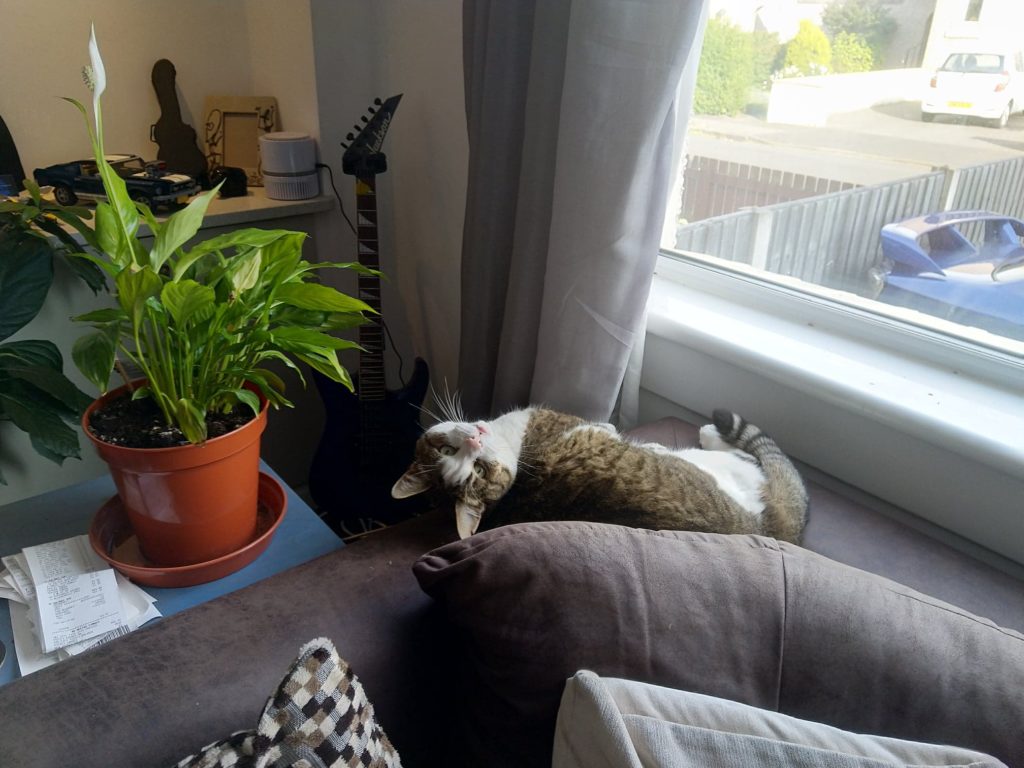 Cat on sofa, head looking back at camera. Peace lily plan to left