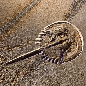 photo of fossil
