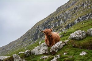 picture of a highland cow