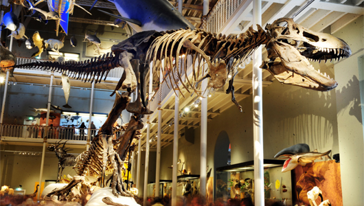 Photo of T rex at museum