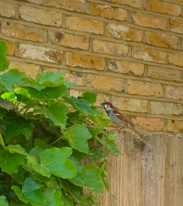A small bird in garden