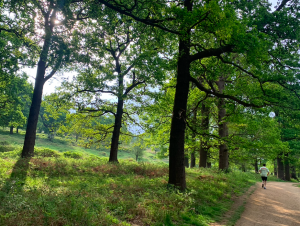 Man running through Richmond Park